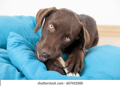 Labrador Puppy Eats A Bone