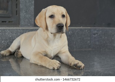 Labrador. Fawn Color Images, Stock 