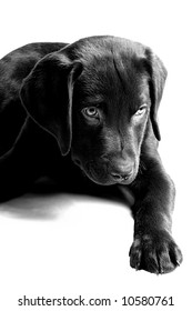 Labrador Puppy Looking Mischevious