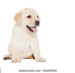 Labrador Puppy, Looks