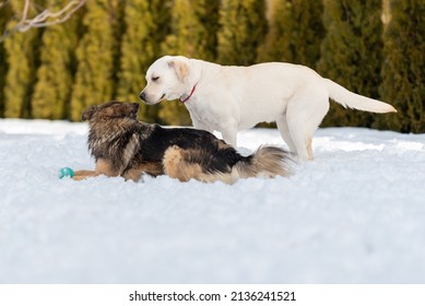 Labrador Puppy And Mongrel In A Snowy Backyard. Dogs Sniff Each Other's Noses