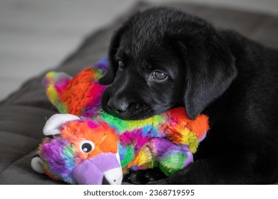 Labrador puppy playing with a toy - Powered by Shutterstock