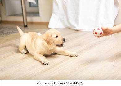 Labrador Puppy Plays With Its Owner. Dog Playing In Game With Man Close Up.