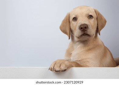 Labrador puppy portrait banner isolated on white studio background - Powered by Shutterstock