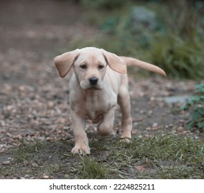 Labrador Puppy Running Down The Garden