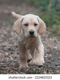 Labrador Puppy Running Down The Garden