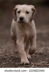 Labrador Puppy Running Down The Garden