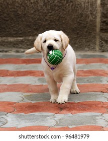 Labrador Puppy Running With A Green Ball