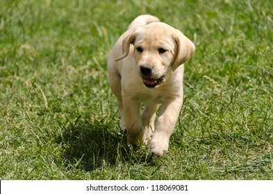 Labrador Puppy Running On The Grass