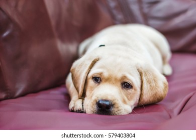 Labrador puppy with sad eyes lays on the couch. - Shutterstock ID 579403804