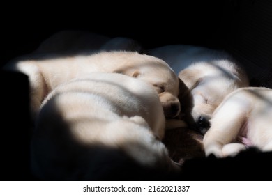 11,870 Labrador sleeping Images, Stock Photos & Vectors | Shutterstock