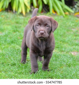 Labrador, puppy standing in the garden, obedient dog 