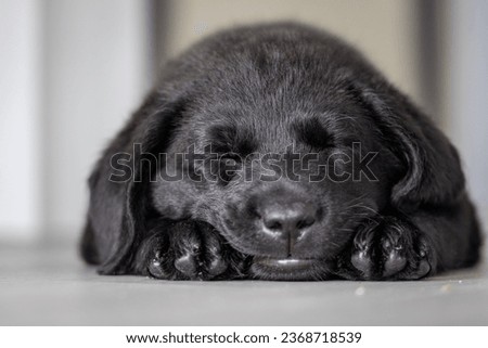 Labrador puppy taking a nap
