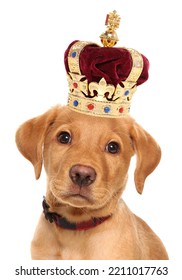 Labrador Puppy Wearing A Crown For Most Popular Dog Breed