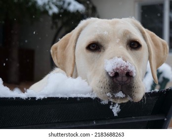 Labrador Retreiver On A Winter Day