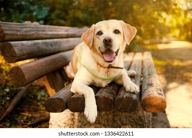 Labrador Retreiver In Park 