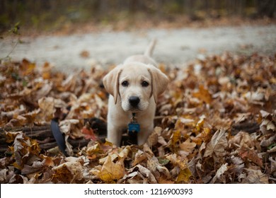 Labrador Retreiver Puppy