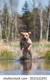 Labrador Retreiver Retrieving A Dummy 