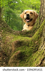 Labrador Retreiver In A Tree