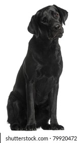 Labrador Retriever, 10 months old, sitting in front of white background