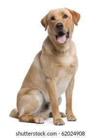 Labrador retriever, 12 months old, sitting in front of white background - Shutterstock ID 62024908