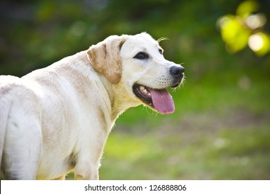 632 Biggest dogs Images, Stock Photos & Vectors | Shutterstock