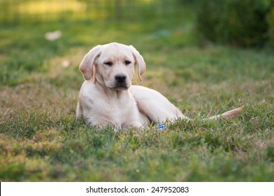 Labrador retriever - Shutterstock ID 247952083