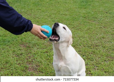 Labrador retriever
