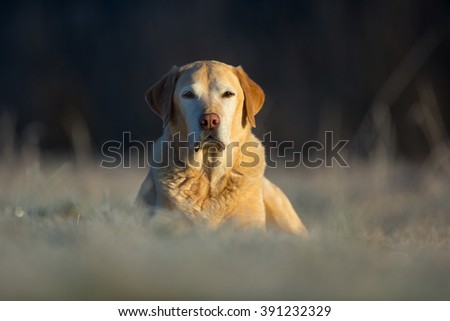 Similar – Labrador retriever Blonde