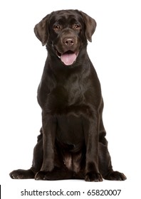 Labrador Retriever, 7 months old, sitting in front of white background