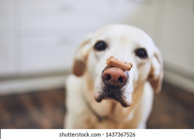 Labrador Retriever Balancing Dog Biscuit With Bone Shape On His Nose. 