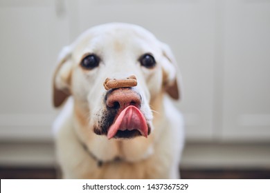 Labrador Retriever Balancing Dog Biscuit With Bone Shape On His Nose. 