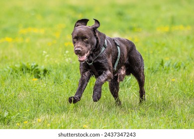 Labrador retriever, Canis lupus familiaris on a grass field. Healthy chocolate brown labrador retriever having fun outdoors at Donauwoerth, Bavaria in Germany