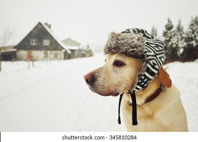 Labrador Retriever With Cap On His Head In Winter 