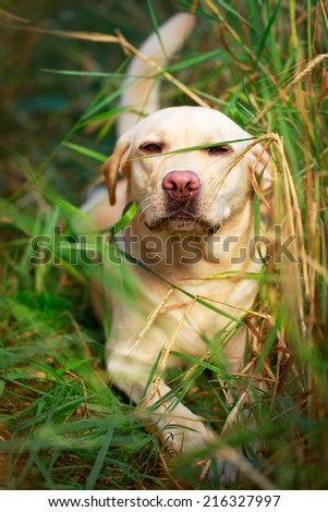 Similar – Dog in the grass, looking for something?