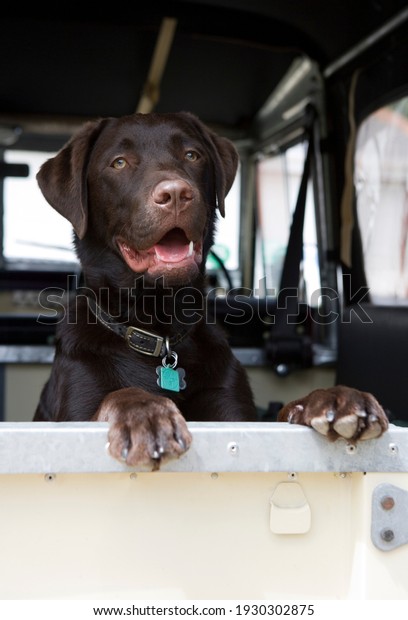Labrador Retriever dog\
in the back of a car