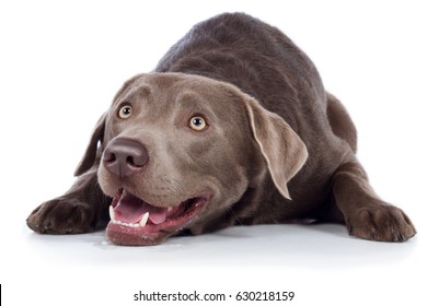 Labrador Retriever Dog Breed Dog Silver Is Greedy On Ground And Mutes Laughs