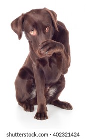 Labrador Retriever Dog Breed Sitting And Paw Ashamed Top Brown