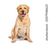 Labrador retriever dog with collar is sitting and panting on white background