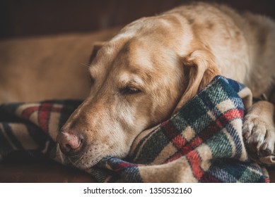 Labrador Retriever Dog Cozily Sleeping On Flannel Blanket