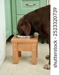 Labrador Retriever dog is eating from bowl on stand. convenient pet feeding. dog bowl chair, healthy posture and spine in Labrador. animal care, veterinarian. kitchen home interior, pet, dog food.