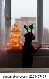 Labrador Retriever Dog In Funny Antlers Of A Deer Lies On The Blood P On The Background Of A Christmas Tree. A Pet In A Cozy House. Family Holiday New Year And Christmas, Fancy Costume And Christmas