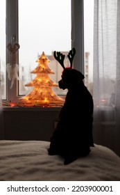 Labrador Retriever Dog In Funny Antlers Of A Deer Lies On The Blood P On The Background Of A Christmas Tree. A Pet In A Cozy House. Family Holiday New Year And Christmas, Fancy Costume And Christmas