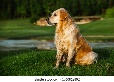 Labrador retriever dog  Golden retriever dog grass  adorable dog in poppy flowers  