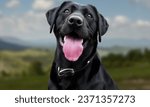 Labrador retriever dog  headshot portrait of smiling and happy  labrador
 tongue out Portrait of black labrador retriever dog breed