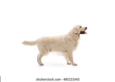 Labrador Retriever Dog Isolated On White Background