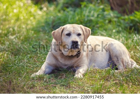 Labrador retriever dog lies outdoors on the grass in summer 