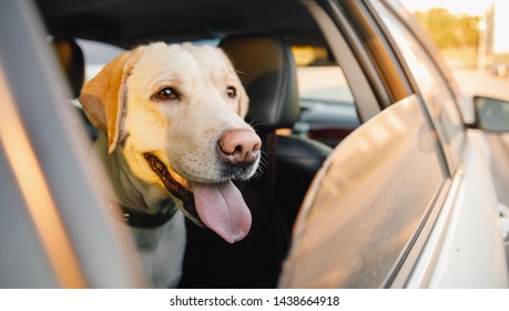 Labrador Retriever Dog Looks Out Car Window Sunset. Concept Animal Travel Road Trip.