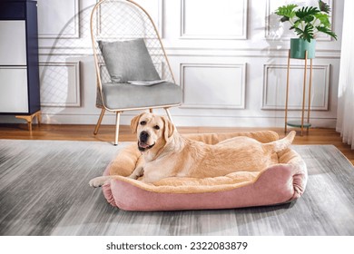 Labrador retriever dog lying on pet bed and smiling at camera, indoor shot - Powered by Shutterstock