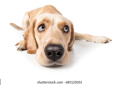 Labrador Retriever dog lying sadly lonely on floor peeking to the side